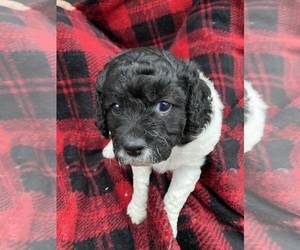 Cockapoo Puppy for sale in ARLINGTON, WA, USA
