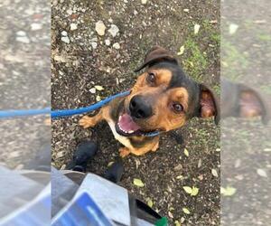 German Shepherd Dog-Unknown Mix Dogs for adoption in Louisville, KY, USA