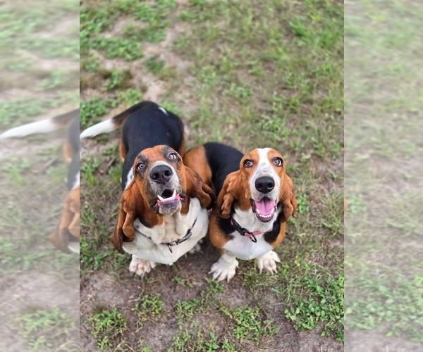 Medium Photo #1 Basset Hound Puppy For Sale in CRESTVIEW, FL, USA