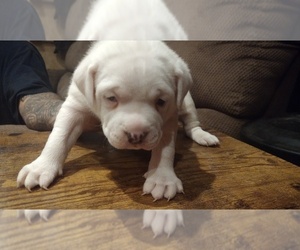 American Bully Puppy for sale in BROXTON, GA, USA