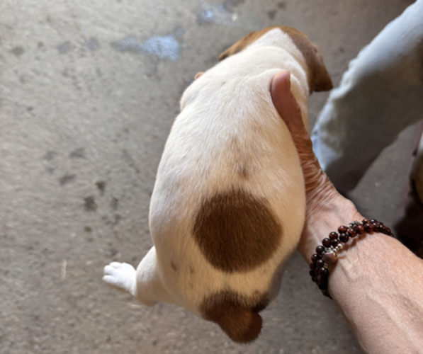 Medium Photo #5 Jack Russell Terrier Puppy For Sale in MIDDLEBORO, MA, USA