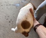 Small #4 Jack Russell Terrier
