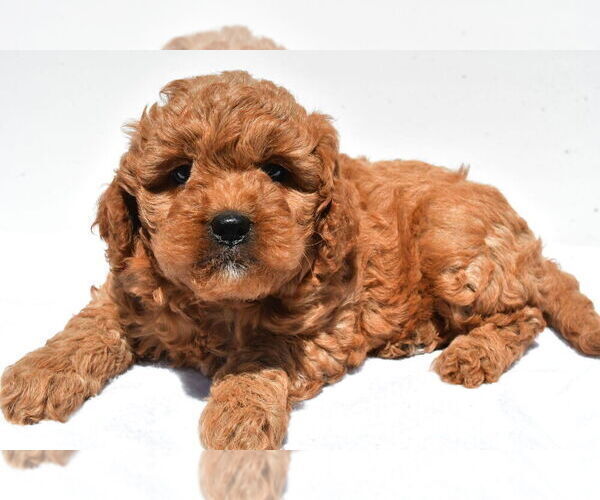Medium Photo #61 Goldendoodle mix (+ Poodle Miniature) Puppy For Sale in DURHAM, CT, USA