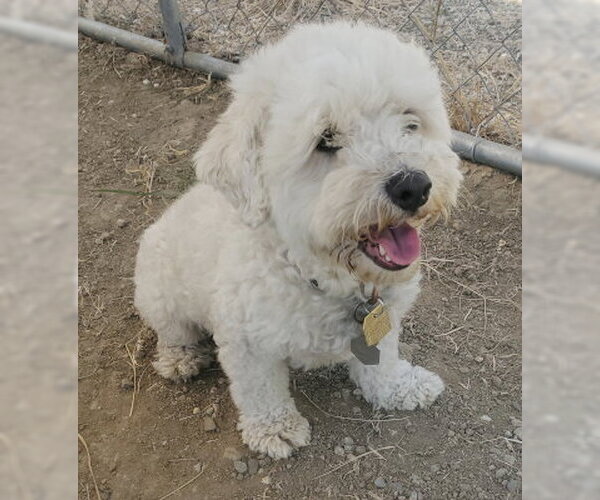 Medium Photo #1 Maltese-Unknown Mix Puppy For Sale in Ventura, CA, USA