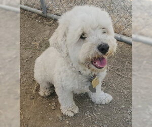 Maltese-Unknown Mix Dogs for adoption in Ventura, CA, USA