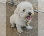 Small Maltese Mix