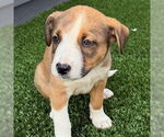 Small #4 American Pit Bull Terrier Mix