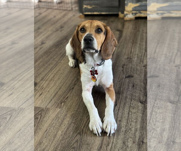 Medium Photo #2 Beagle Puppy For Sale in Tampa, FL, USA