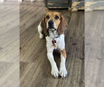 Small #1 Beagle