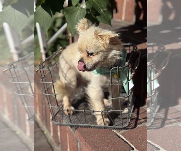 Medium Photo #5 Pomeranian Puppy For Sale in Sandy, UT, USA
