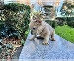 Small Photo #131 French Bulldog Puppy For Sale in HAYWARD, CA, USA