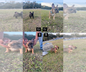 French Bulldog Puppy for sale in ORLANDO, FL, USA