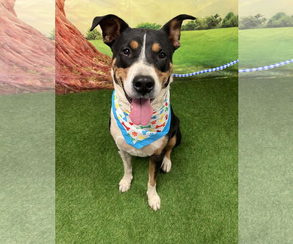 Medium Photo #3 Labrador Retriever-Unknown Mix Puppy For Sale in Euless, TX, USA