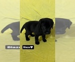 Puppy Blaze Labrador Retriever