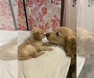 Father of the Golden Retriever puppies born on 05/06/2022