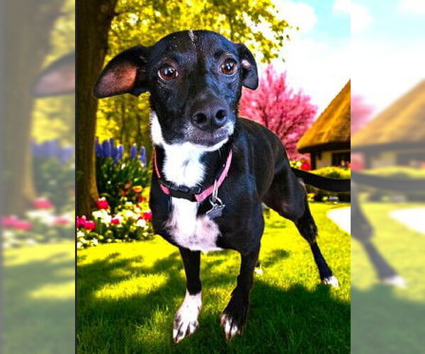 Medium Photo #1 Italian Greyhound-Unknown Mix Puppy For Sale in Fallbrook, CA, USA