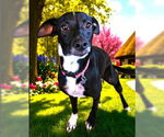 Small Italian Greyhound Mix