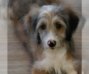 Aussie-Poo Puppy for sale in REDDING, CA, USA