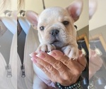 Puppy James Dean French Bulldog