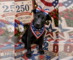 Small Labrador Retriever Mix