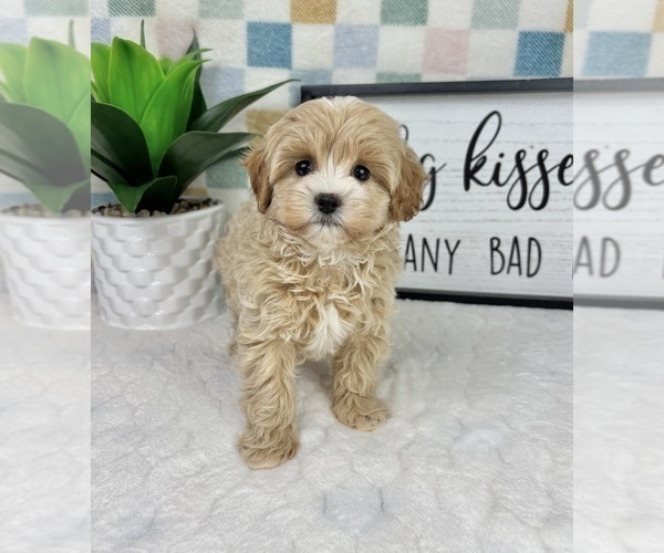 Medium Photo #2 Cavapoo (Miniature) Puppy For Sale in FRANKLIN, IN, USA