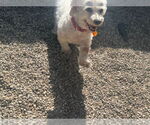 Small #5 Bichon Frise