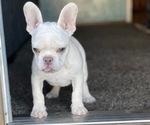 Small #4 French Bulldog