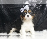 Puppy AKC Polly CLEAR Cavalier King Charles Spaniel