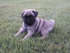 Small Photo #1 Pug Puppy For Sale in CATLETT, VA, USA