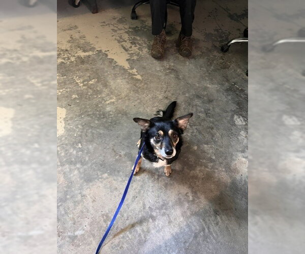 Medium Photo #1 Chihuahua-Unknown Mix Puppy For Sale in Tallahassee, FL, USA