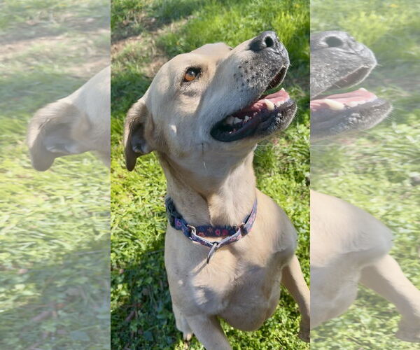 Medium Photo #3 Mutt Puppy For Sale in Piedmont, MO, USA