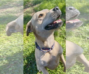 Kia - Female Mutt Dog for Adoption - Photo #3