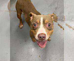 American Pit Bull Terrier Dogs for adoption in Peoria, IL, USA