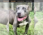 Small American Pit Bull Terrier