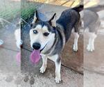 *AIMEE - Female Siberian Husky Dog for Adoption - Small photo