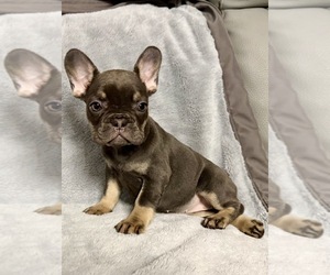 French Bulldog Puppy for sale in NAPLES, FL, USA