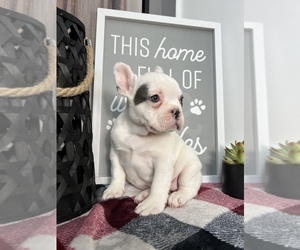 French Bulldog Puppy for sale in FRANKLIN, IN, USA