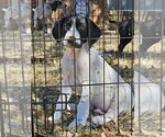 Small Photo #32 German Shorthaired Pointer Puppy For Sale in MCKINNEY, TX, USA