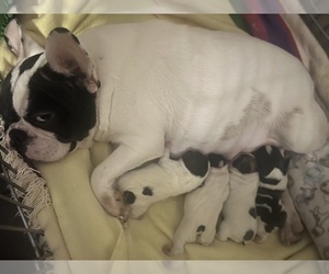 Mother of the French Bulldog puppies born on 12/22/2022