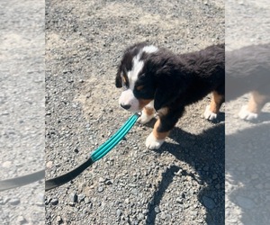 Bernese Mountain Dog Puppy for Sale in VIOLA, Idaho USA