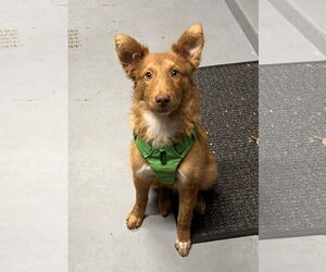 Australian Shepherd Dogs for adoption in Columbus, IN, USA