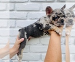 Small Photo #8 French Bulldog Puppy For Sale in BELLVIEW, TX, USA