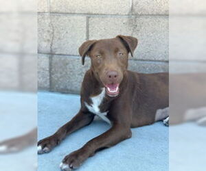Labrador Retriever Dogs for adoption in Salinas, CA, USA