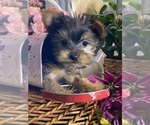 Small #1 Yorkshire Terrier