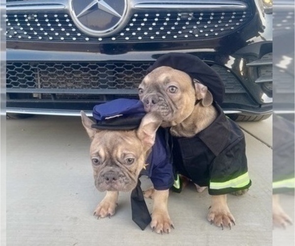 Medium Photo #14 French Bulldog Puppy For Sale in KANSAS CITY, MO, USA