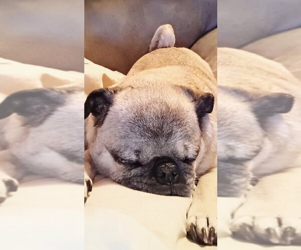 Medium Photo #2 Pug-Unknown Mix Puppy For Sale in Bellingham, WA, USA