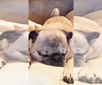 Small #1 Pug Mix