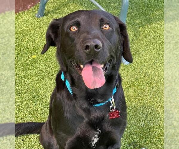 Medium Photo #6 Labrador Retriever-Unknown Mix Puppy For Sale in San Diego, CA, USA