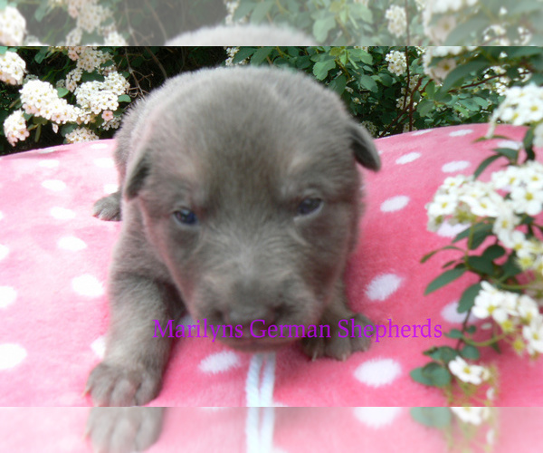 Medium Photo #3 German Shepherd Dog Puppy For Sale in PIEDMONT, MO, USA