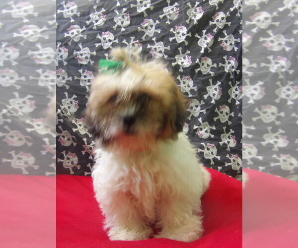Medium Photo #5 Zuchon Puppy For Sale in PATERSON, NJ, USA